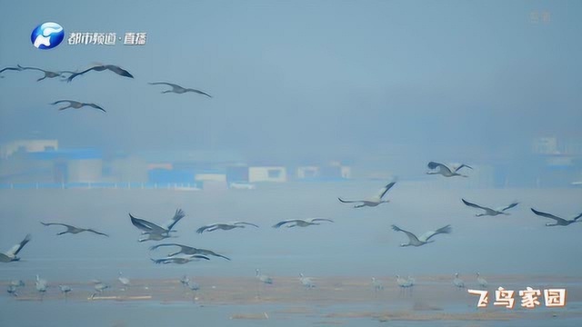 咱郑州的大片:野性郑州 飞鸟家园——飞鸟家园 冬季篇(二)