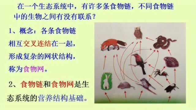 3.北师大版生物八下23.3生态系统的结构和功能——食物网