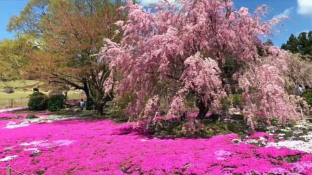 樱花盛开美景欣赏,樱花风景观赏,烂漫樱花