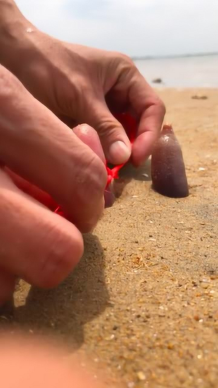 赶海日常,趁海肠不注意挖它!