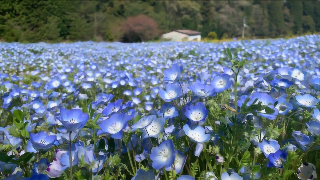 喜林草又叫粉蝶花,花开犹如蓝色海洋