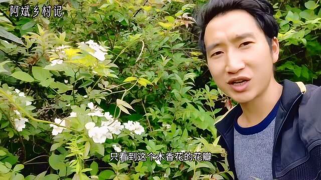 农村这种植物:木香花,制作盆景很好,但价值远不止此