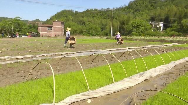 5.702阳埠乡杨源村:发展粮食生产 助力乡村振兴