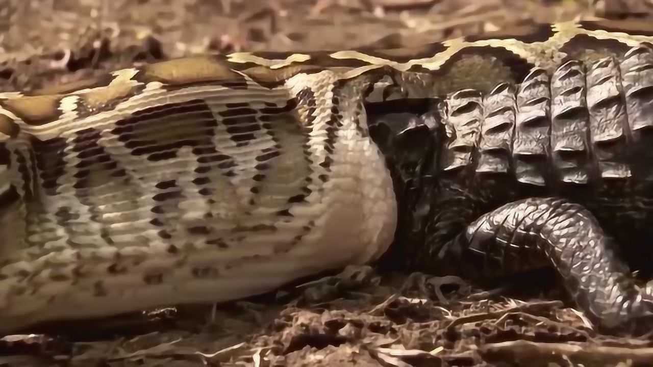 大蛇生吞巨大鳄鱼蛇的身体异常膨胀镜头记录惊险过程