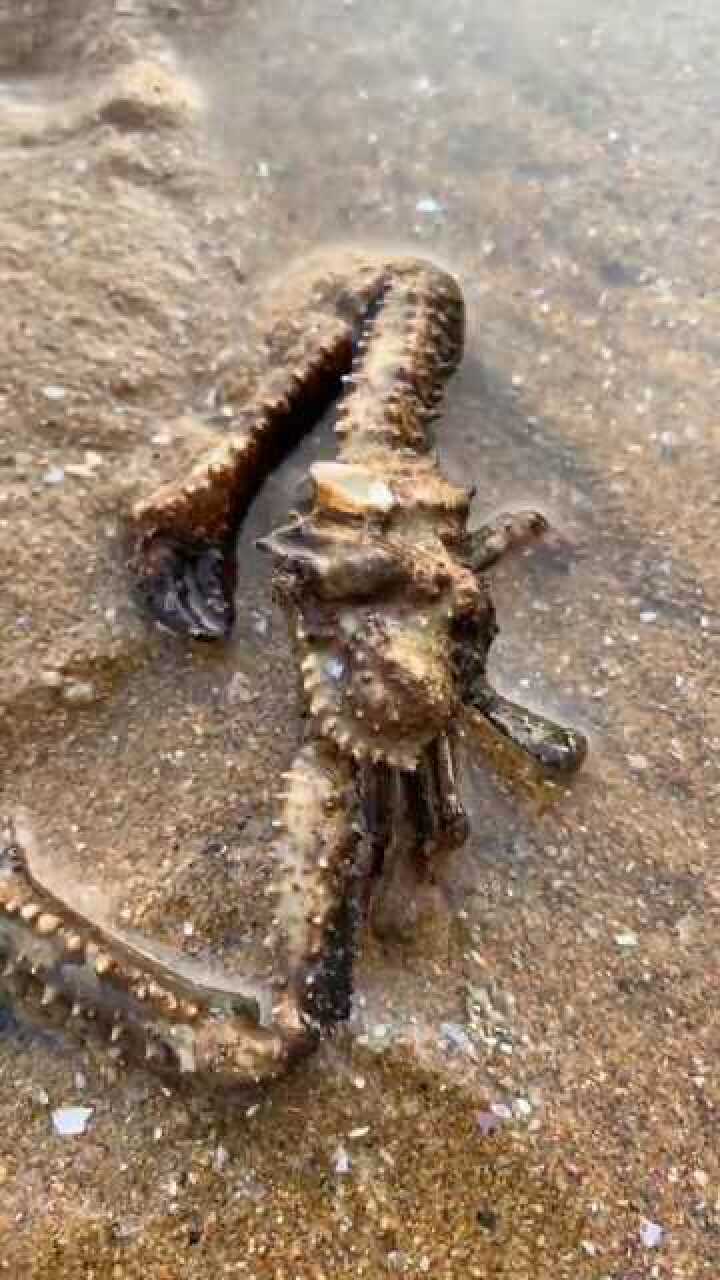 发现了一只长臂蟹,真的是太丑了,不要它了