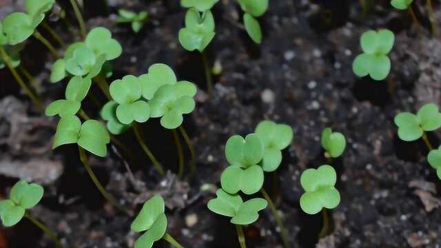 【科学嬉游记】豆科植物的生命周期是怎样的——豆子是怎么长成的