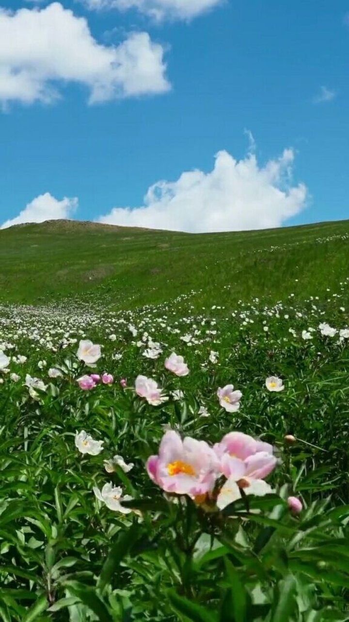 碧草蓝天,一幅如诗如画的景象,太美了!