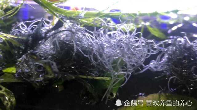 大家知不知道这是什么藻长得像塑料附着在水草上对它危害大