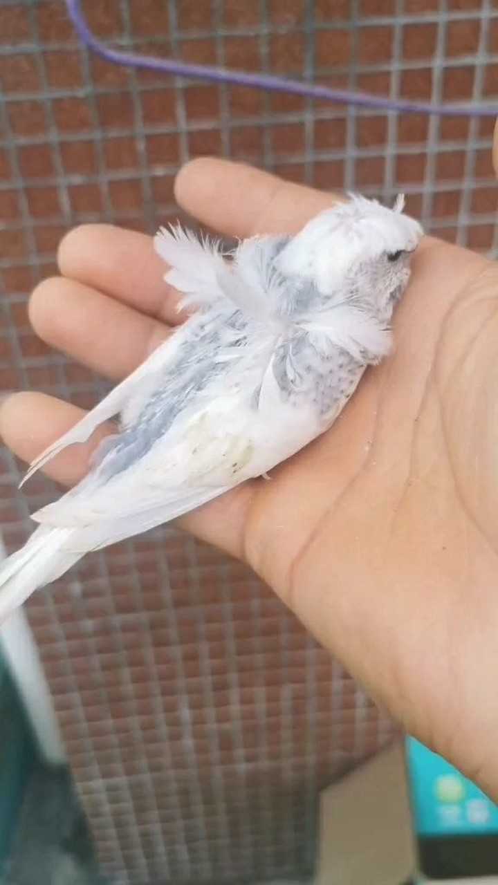 这个雨衣鹦鹉真的太好玩了好喜欢它这个样子啊