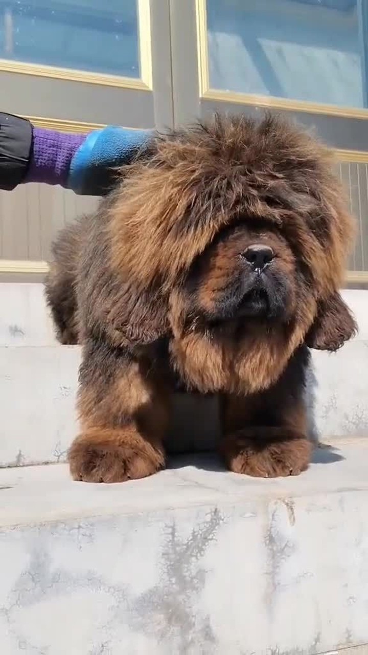 藏獒的腿特别壮实,就算是小藏獒,也比我的胳膊粗