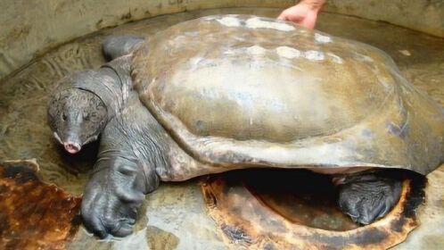 世界上最大的鳖!从明代活到现在,我国已不足200只!