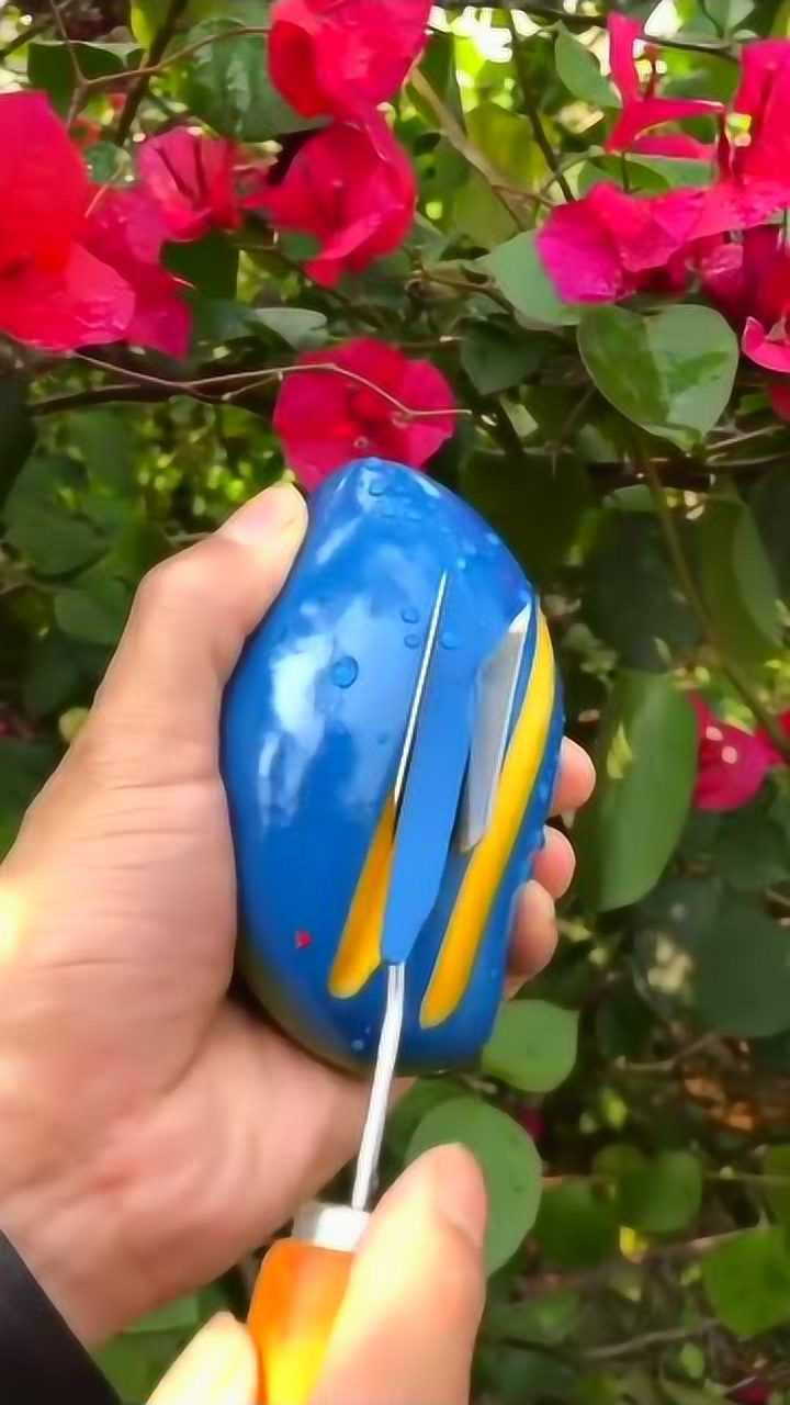 蓝色外表的芒果你们见过没这东西好吃吗