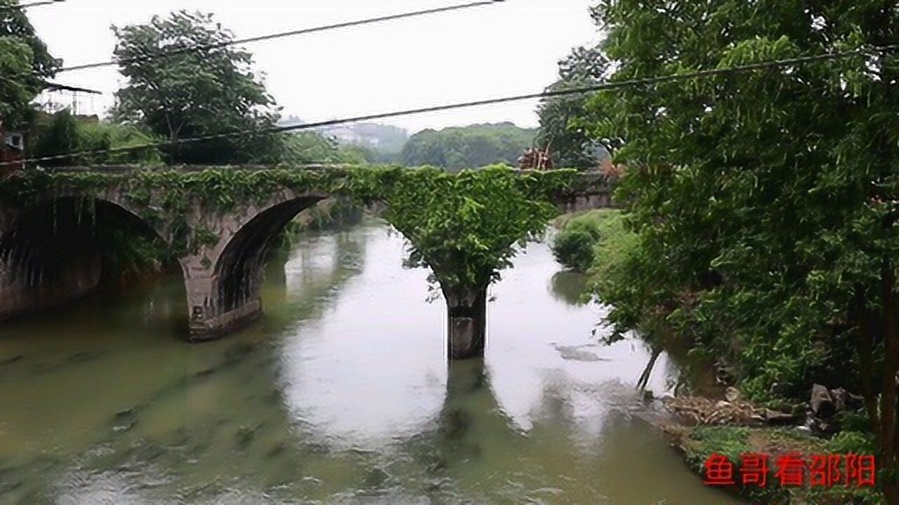 邵陽大祥區檀江鄉邵水河上有座掛滿綠植的老橋