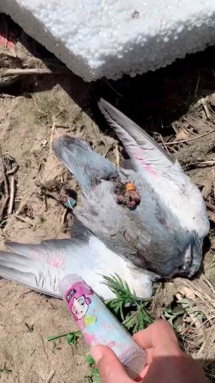 旅行鸽死掉的图片图片