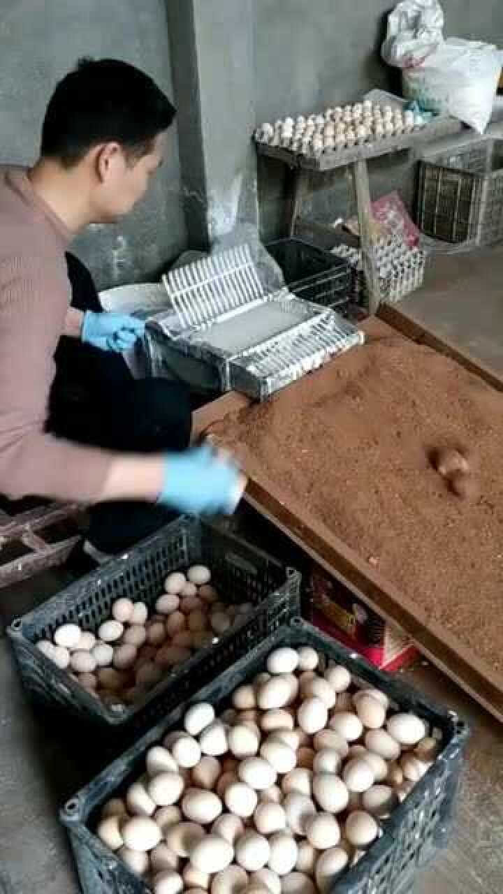 加工变蛋干起来