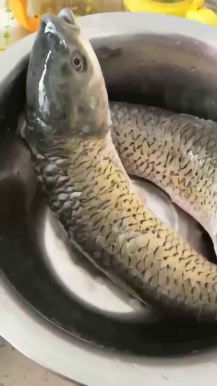 老公杀的鱼拿起那一刻把我看愣了难道学医的都是这么杀鱼么