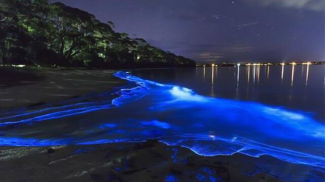 梦幻!加州海滩现夜光藻 漫步、游泳、冲浪自带荧光特效