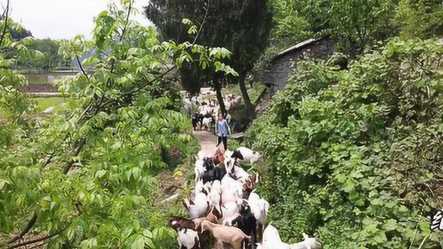 纪实航拍重庆柳荫永兴大山悬壁崖洞营救小羊及其家人放牧生活景观