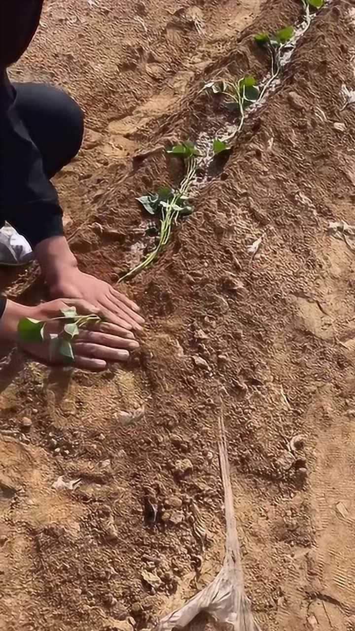 用平栽法栽红薯苗各节都能生根成活率能达到100