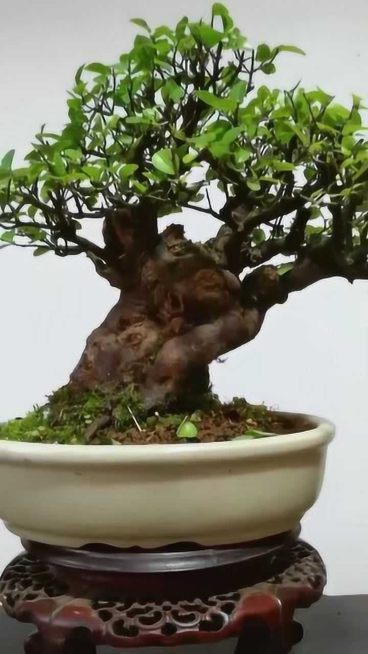 欣赏一棵精品雀梅,翠绿的叶子看上去生机勃勃,充满了韵味!