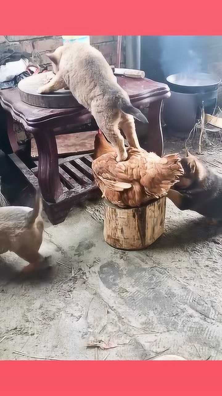 看人家这家庭鸡犬皆是仙一人得道鸡犬升天