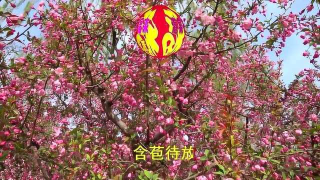 李庆芳一首《海棠花开幸福来》,句句柔情,花开艳美