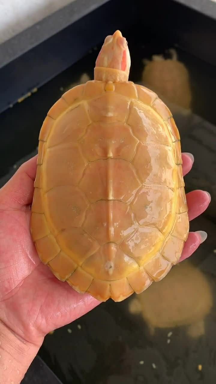 这一只白化黄缘龟特别漂亮而且白化的很完整很出色