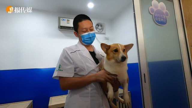 深圳全面启动犬只芯片植入,狗狗身份信息一扫便知!