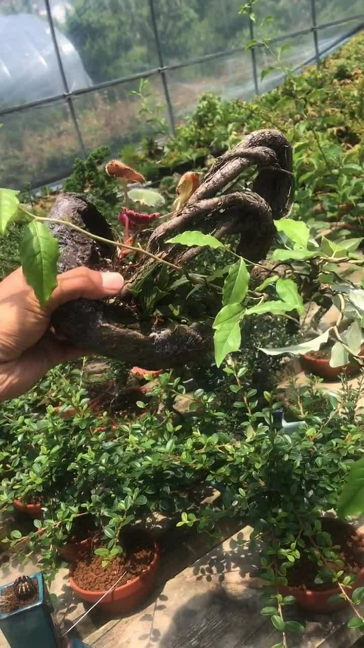 大别山胡秃子,这么漂亮的盆景你不心动,我反正是心动了