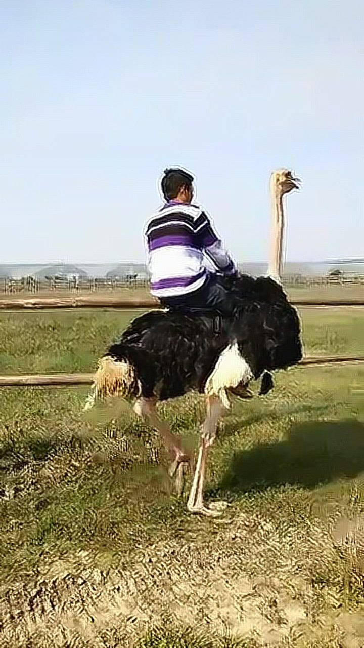 第一次骑鸵鸟除了有点颠簸整体感受还是可以的