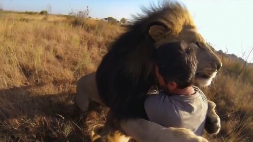 男子救助过一头狮子，7年后见到救命恩人，狮子的情绪失控了