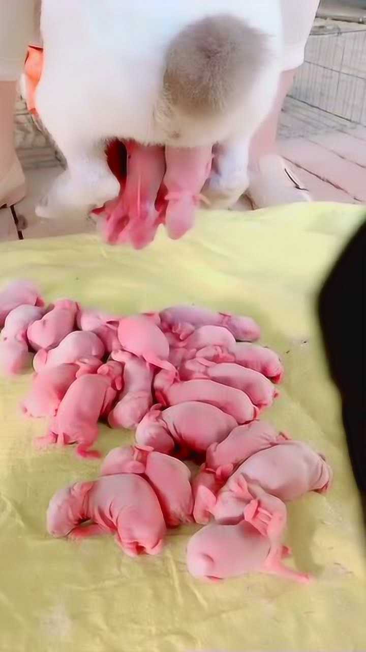 兔子一年生几窝 腾讯网