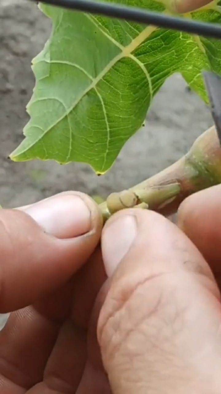 嫁接葡萄很简单