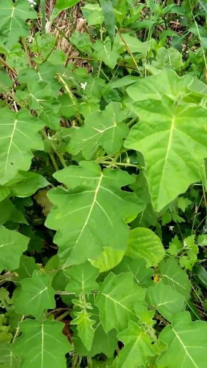 野金茄刺天茄尖刺朝天它的果实你们有没有见过的