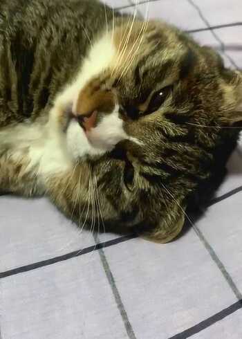 把我手机屏咬碎了这猫咪真的太坏了像没事人一样