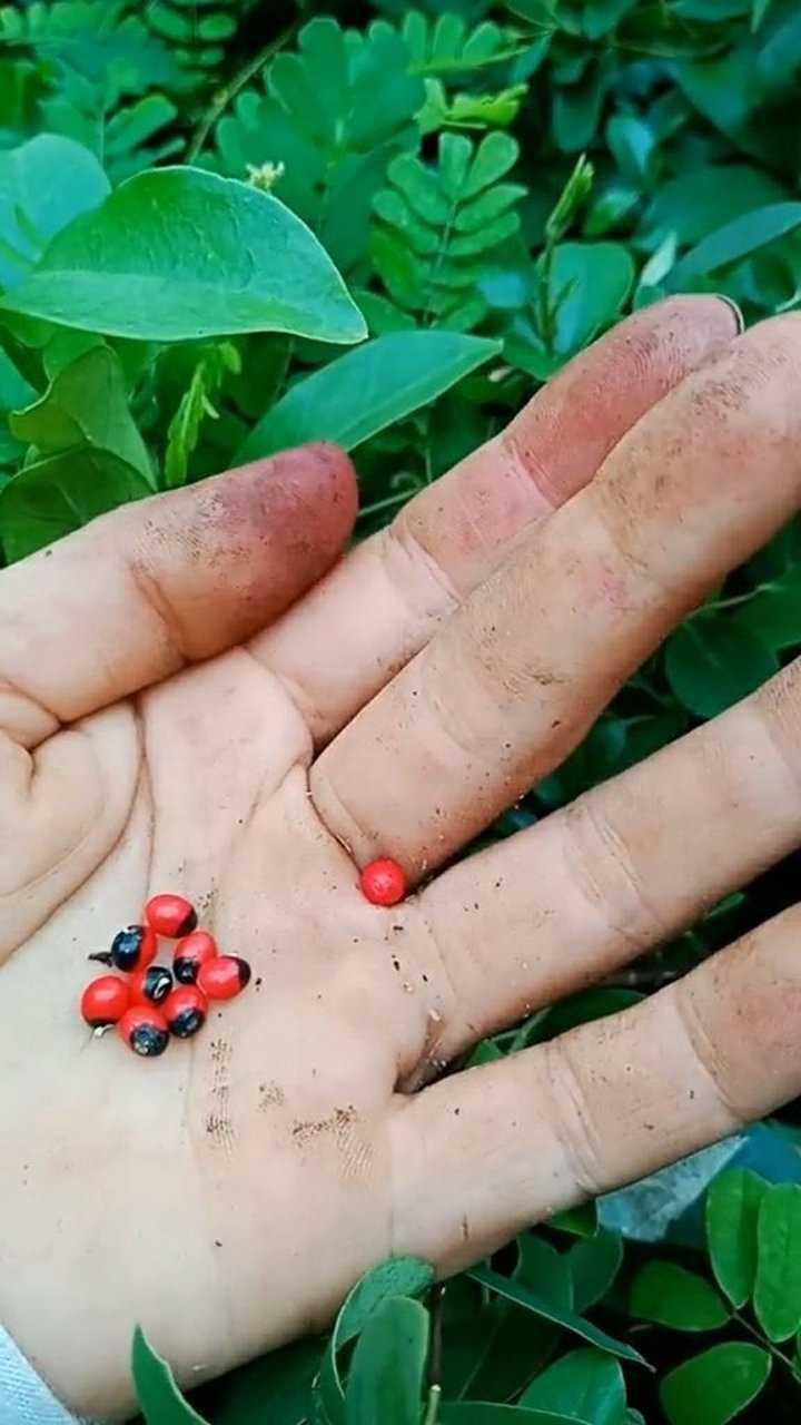 这种植物叫相思豆相思豆的豆是有毒的它的藤叶可以清热解毒