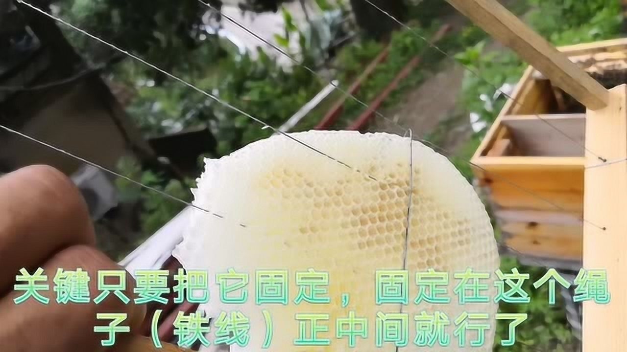 中蜂养殖,诱蜂带回的子脾怎么办?看看民间养蜂人的绑脾操作