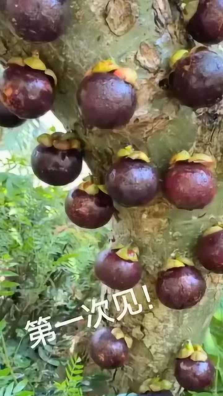 原来山竹都是这样生长的这么多山竹老板也是要发财了