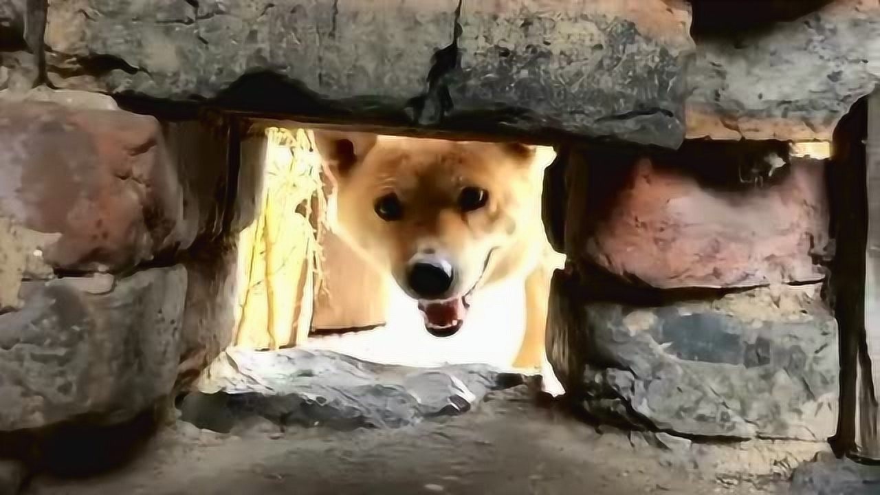 小时候有钻狗洞的经历要不要来我家钻狗洞网友这狗子太笨了