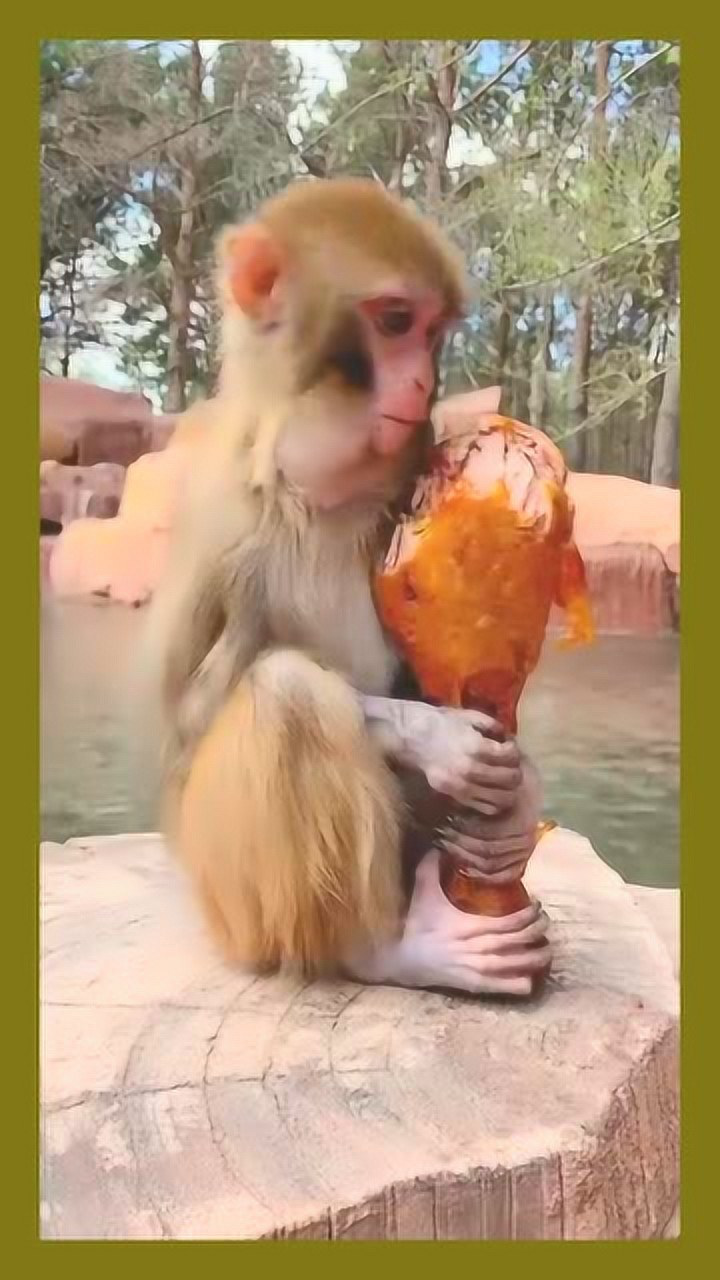 吃鸡腿的猴子这么好吃吗这表情太卡哇伊了