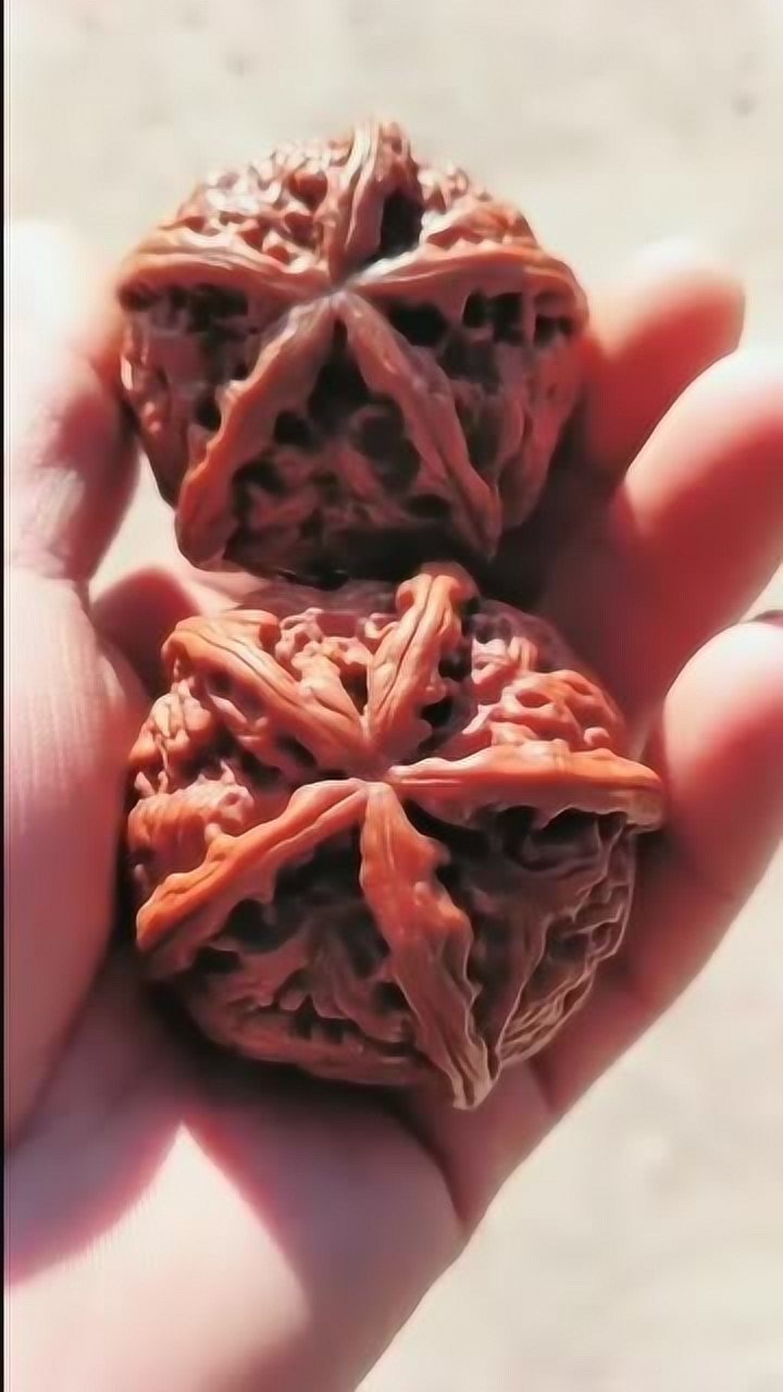 五棱的核桃个头很大手小的还转不开呢