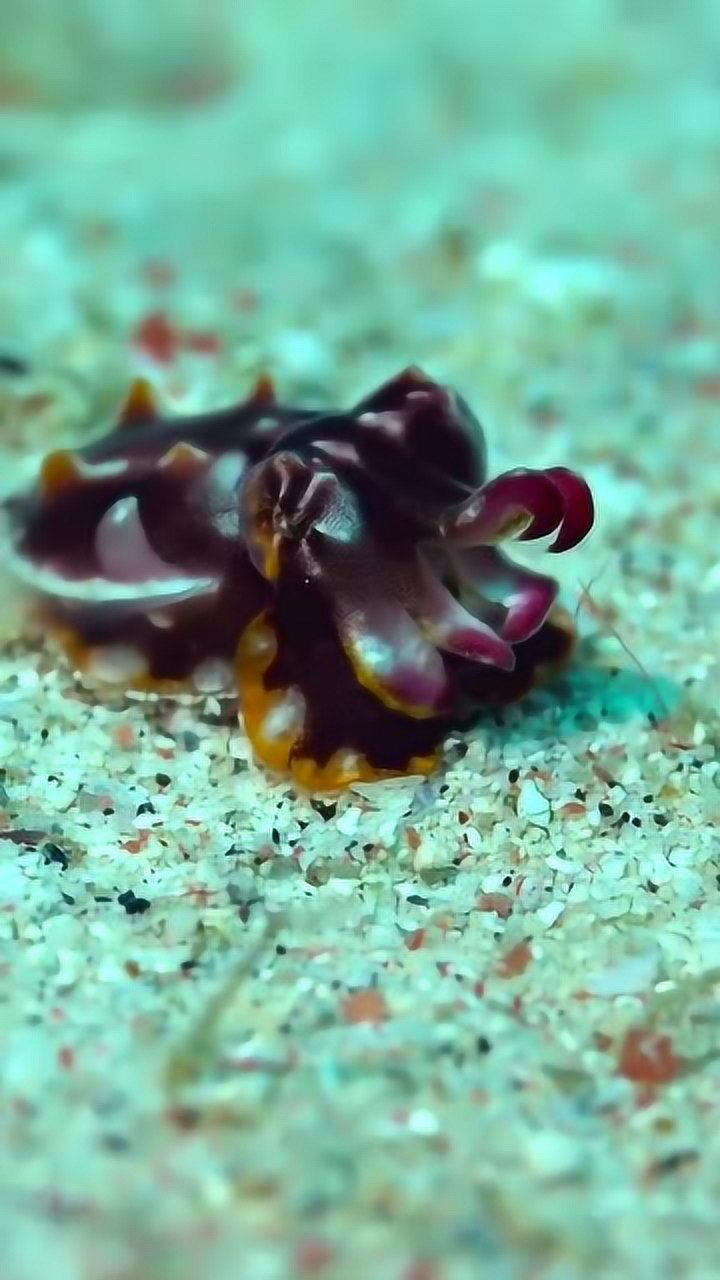 火焰乌贼,有毒的