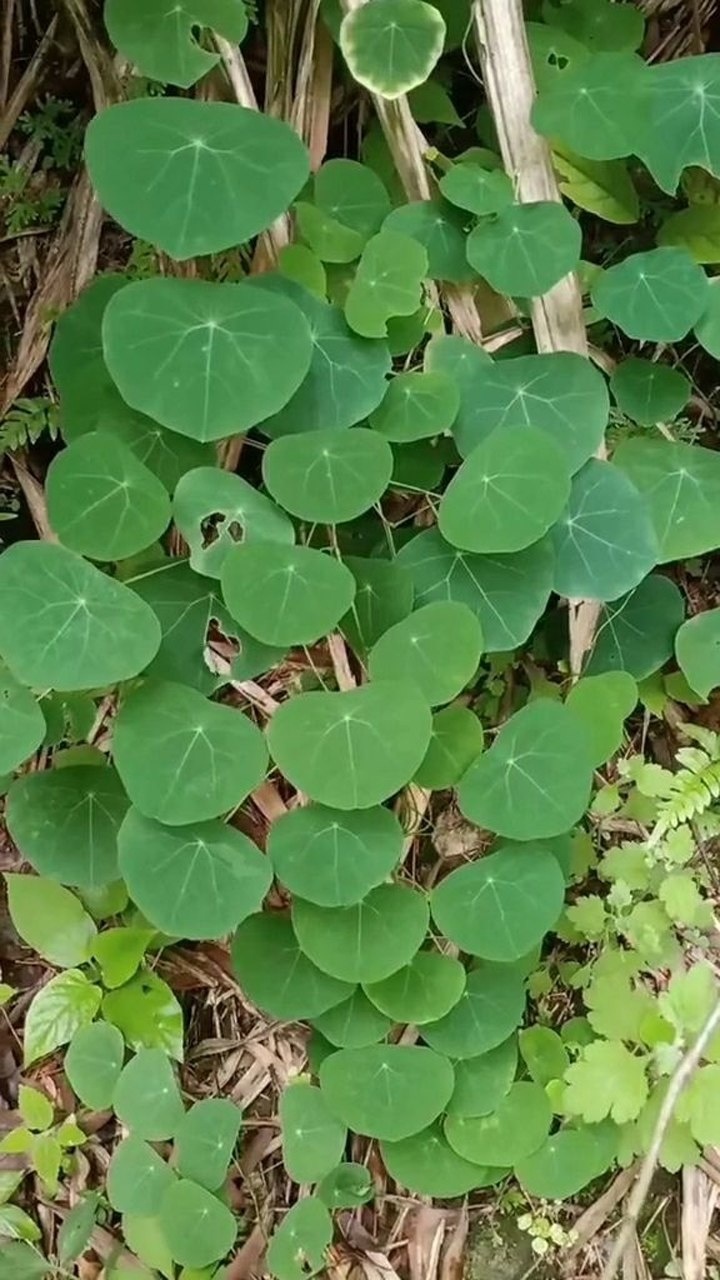 发现一大片野生金线吊乌龟,特别漂亮的一种草药