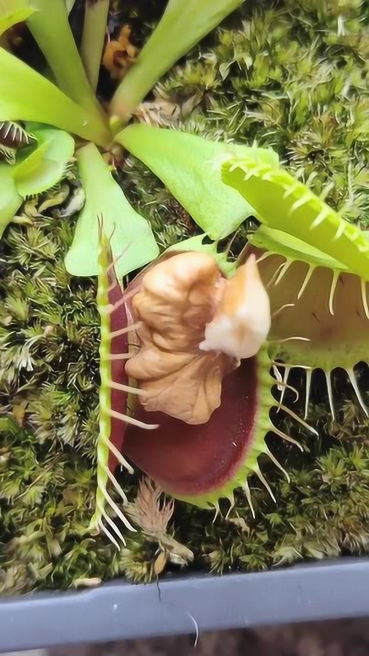 如果把核桃放進食人花會出現怎樣的狀況這食人花還真是不挑食