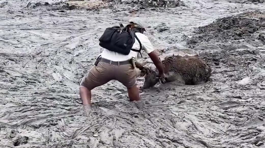 小牛与野象幼崽陷入泥潭,危难之际,人们纷纷伸出援手!纪录片