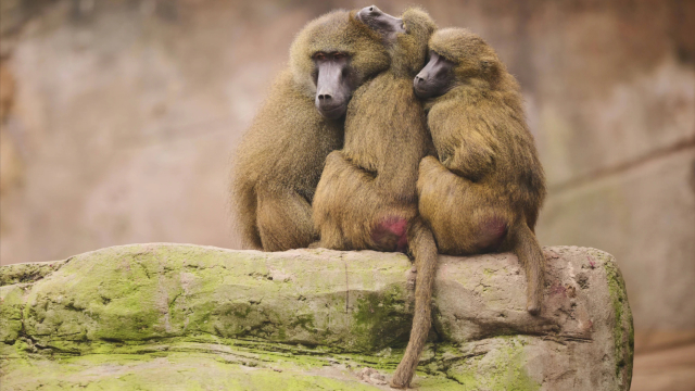 狒狒动物园之星全集视频 g120133nd00_hz.jpg