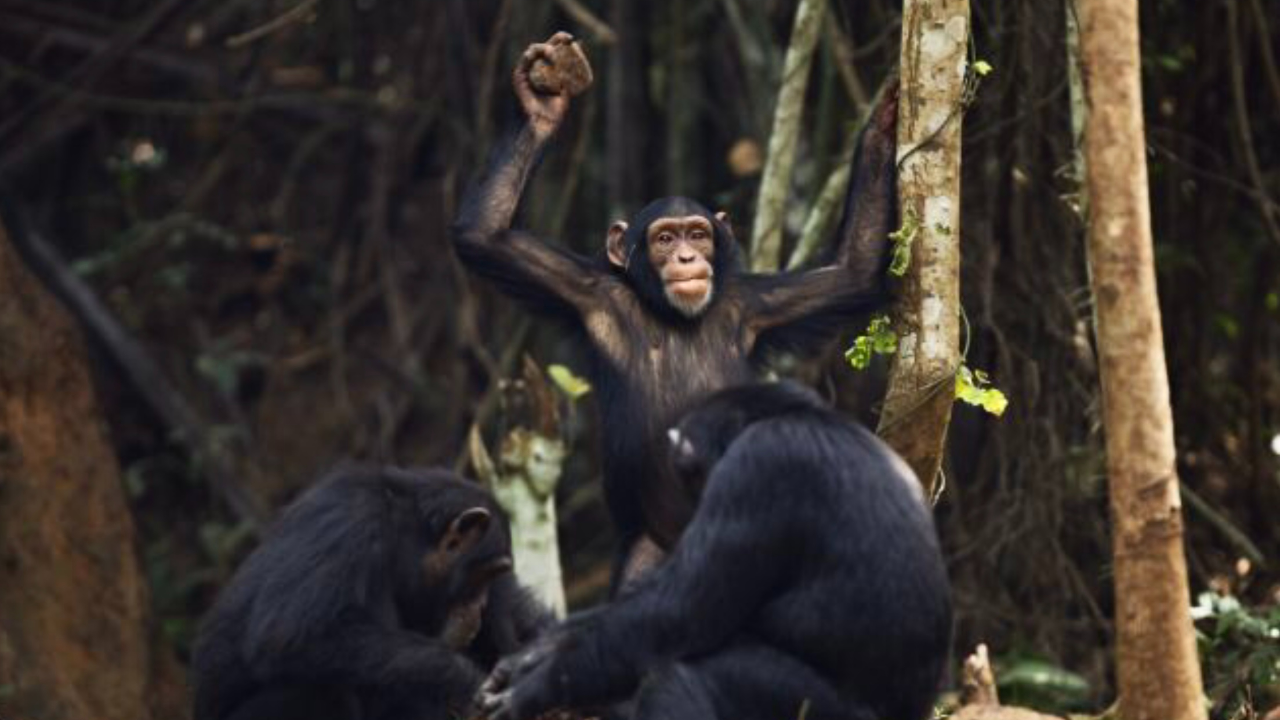 黑猩猩朝游客扔粪便,动物园称是表达喜爱之情?"粪粪"不平而已