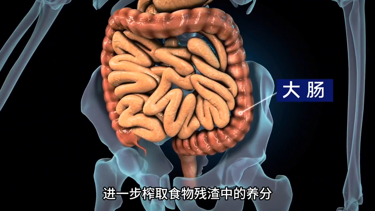 食物成为粪便的全过程,奇妙的内部:一坨大便如何诞生