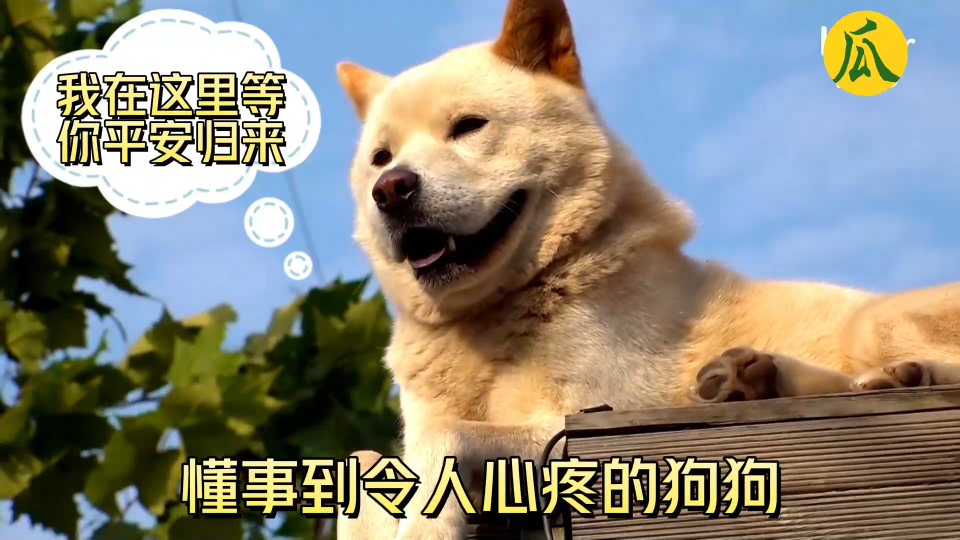 狗狗每天守在房顶翘首以盼,风雨无阻,只为第一时间见到主人回家|纪录
