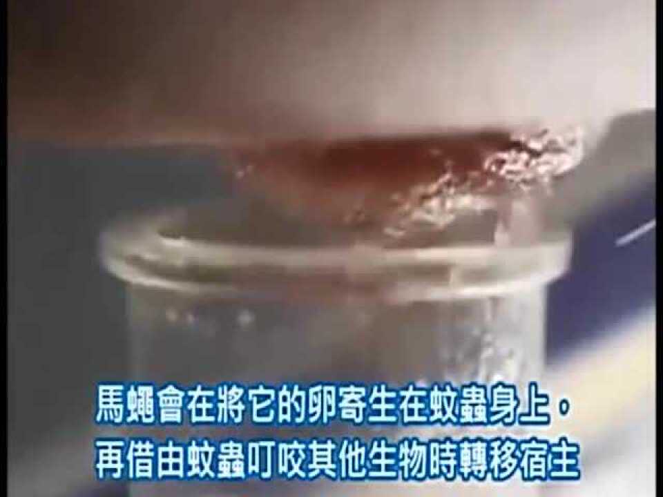 实拍寄生虫从人体皮肤蹦出腾讯视频}